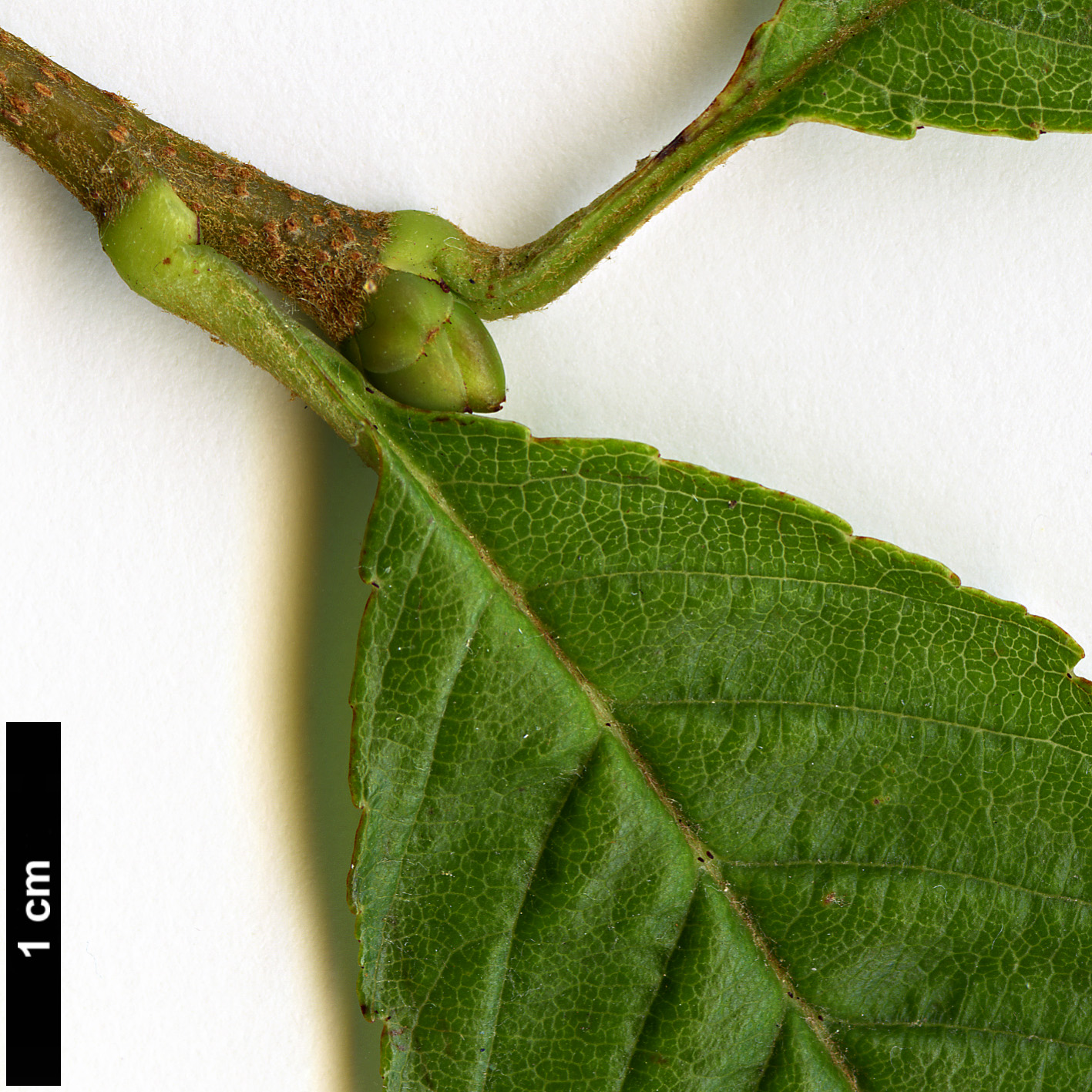 High resolution image: Family: Rosaceae - Genus: Sorbus - Taxon: meliosmifolia